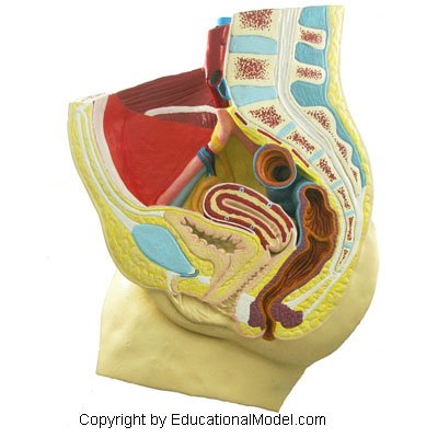 Női Medence 0,5 X Élete 3D-s Méretű Anatómiai Modell Oktatási Anatómia