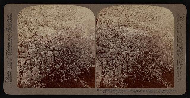 HistoricalFindings Fotó: Cseresznye Virágok Körül A Császári Palota Park, Tokyo, Japan 1904